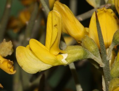 Calobota pungens, photographed by Brian du Preez
