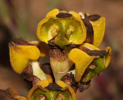 Corycium deflexum, photographed by Brian du Preez