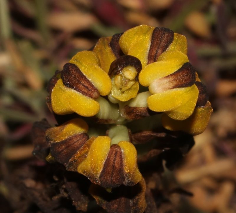 Corycium deflexum, photographed by Brian du Preez