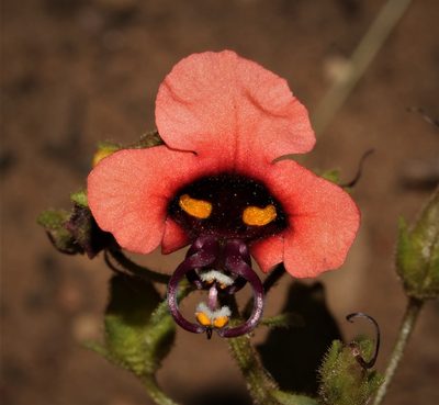 Alonsoa unilabiata, photographed by Brian du Preez