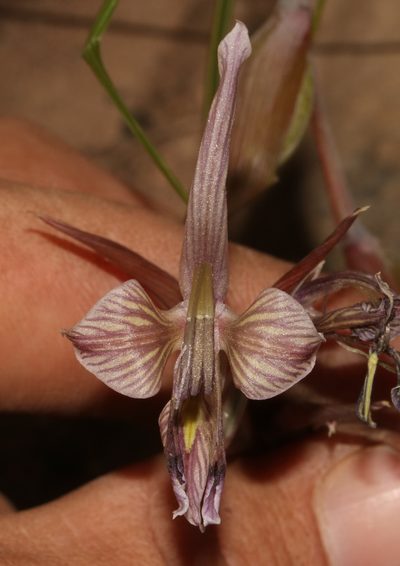 Gladiolus ceresianus, photographed by Brian du Preez
