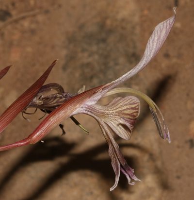 Gladiolus ceresianus, photographed by Brian du Preez