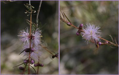Melaleuca radula, photographed by Margaret Langley