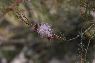 Melaleuca radula, photographed by Margaret Langley