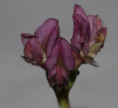 Polhillia involucrata, photographed by Brian du Preez