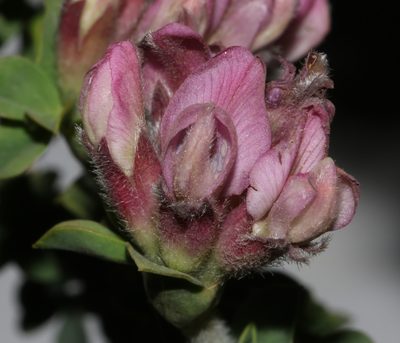 Polhillia involucrata, photographed by Brian du Preez