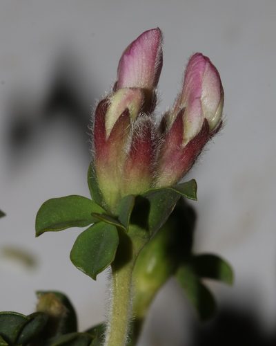 Polhillia involucrata, photographed by Brian du Preez
