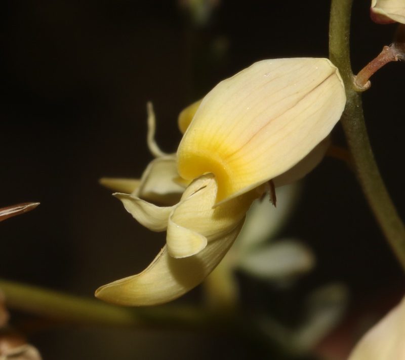 Wiborgia mucronata, photographed by Brian du Preez