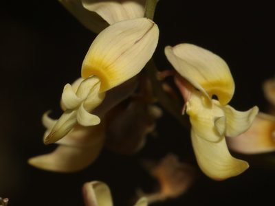 Wiborgia mucronata, photographed by Brian du Preez