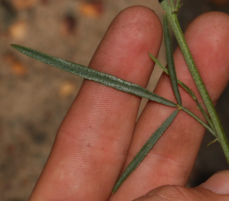 Psoralea karooensis, photographed by Brian du Preez