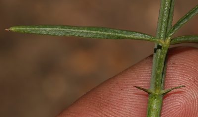 Psoralea karooensis, photographed by Brian du Preez