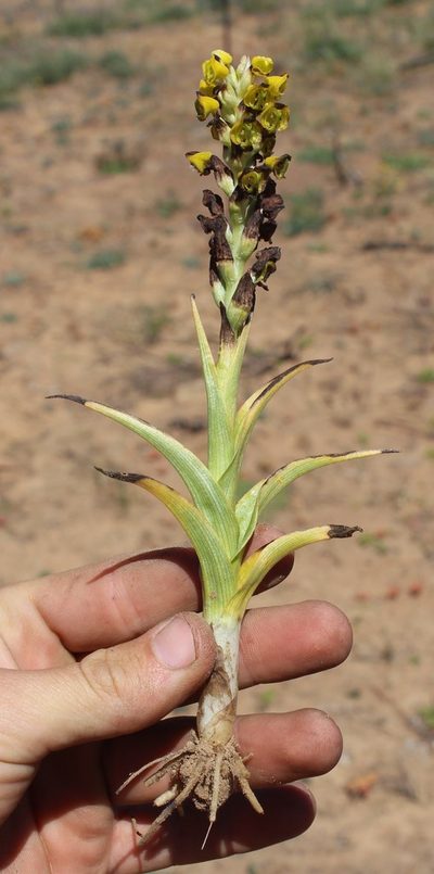 Corycium deflexum, photographed by Brian du Preez
