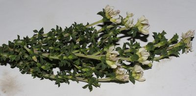 Polhillia involucrata, photographed by Brian du Preez