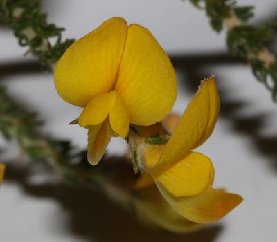 Aspalathus desertorum, photographed by Brian du Preez