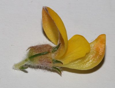 Aspalathus desertorum, photographed by Brian du Preez
