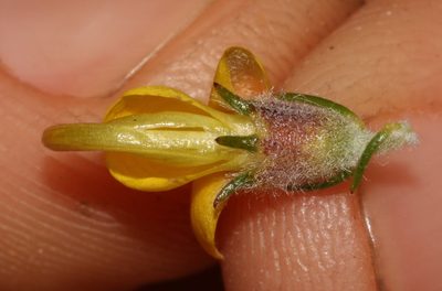 Aspalathus desertorum, photographed by Brian du Preez