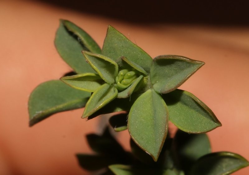 Polhillia involucrata, photographed by Brian du Preez