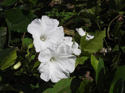 Ipomoea suaveolens, photographed by Alexis López Hernández