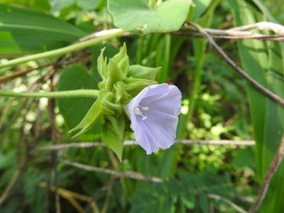 Jacquemontia pycnocephala, photographed by Alexis López Hernández
