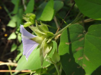 Jacquemontia pycnocephala, photographed by Alexis López Hernández