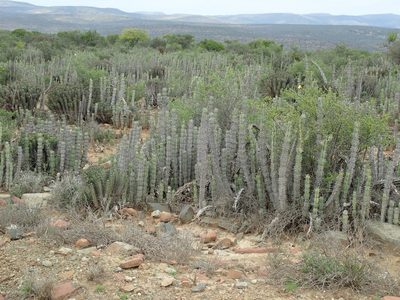 Euphorbia radyeri, photographed by Peter Warren