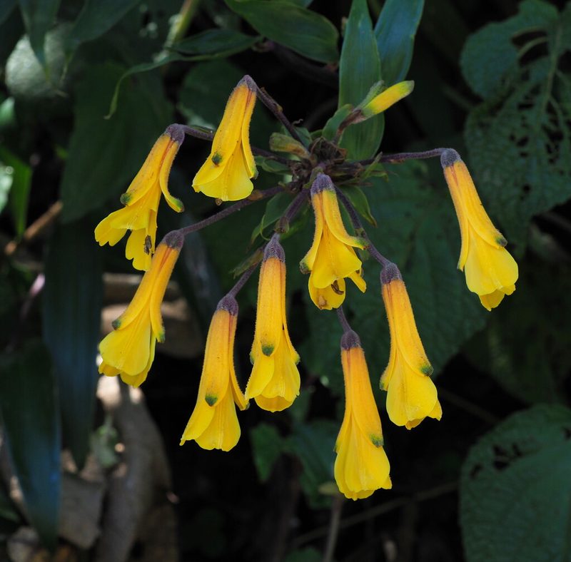 Bomarea lutea, photographed by Rosario Douglas
