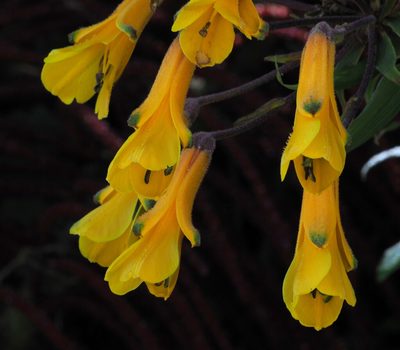 Bomarea lutea, photographed by Rosario Douglas