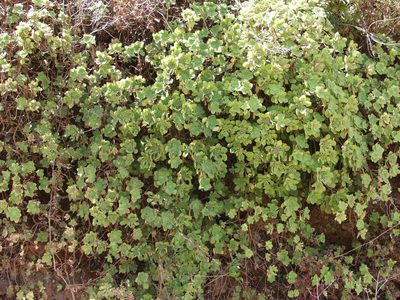 Aeonium goochiae, photographed by Ina Siebert