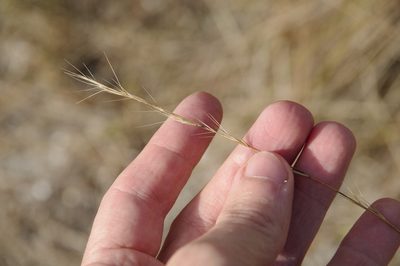 Aristida beyrichiana, photographed by Eric Knight