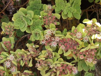 Aeonium goochiae, photographed by Ina Siebert