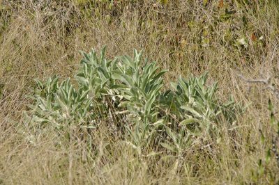 Lupinus pilosior, photographed by Eric Knight
