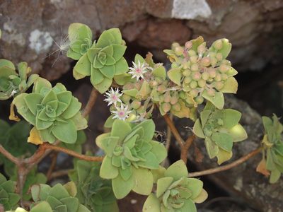 Aeonium goochiae, photographed by Ina Siebert