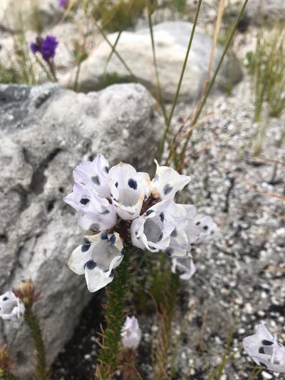 Roella maculata, photographed by Jeremy Gilmore