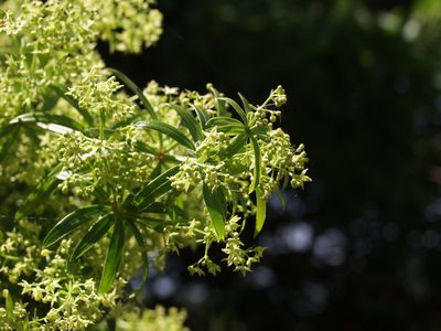 Rubia occidens, photographed by Ina Siebert