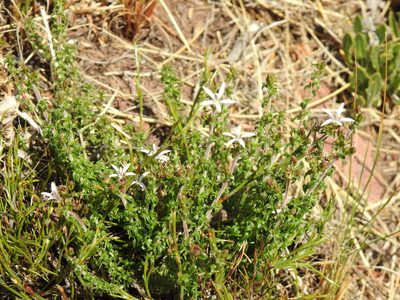 Wahlenbergia tenella, photographed by Matthew Fainman