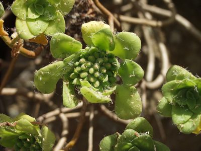 Aeonium goochiae, photographed by Ina Siebert