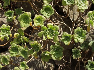 Aeonium goochiae, photographed by Ina Siebert