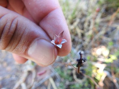Prismatocarpus fruticosus, photographed by Matthew Fainman