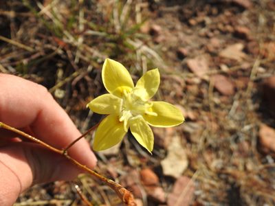 Moraea bituminosa, photographed by Matthew Fainman