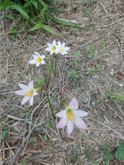 Zephyranthes cearensis, photographed by Matthew Berigan