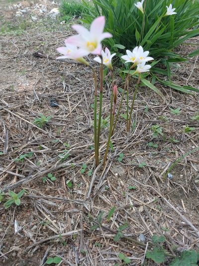 Zephyranthes cearensis, photographed by Matthew Berigan