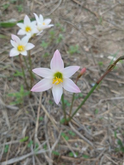Zephyranthes cearensis, photographed by Matthew Berigan