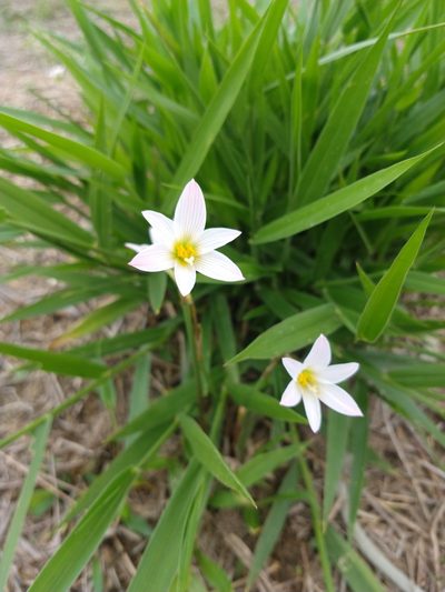 Zephyranthes cearensis, photographed by Matthew Berigan