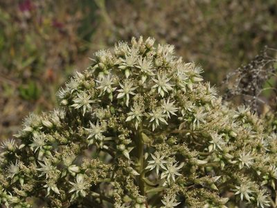 Aeonium hierrense, photographed by Ina Siebert