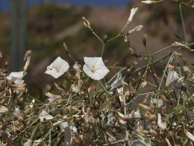 Convolvulus floridus, photographed by Ina Siebert