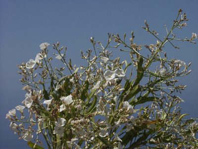 Convolvulus floridus, photographed by Ina Siebert