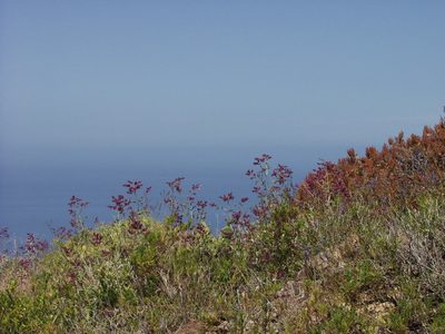 Salvia canariensis, photographed by Ina Siebert
