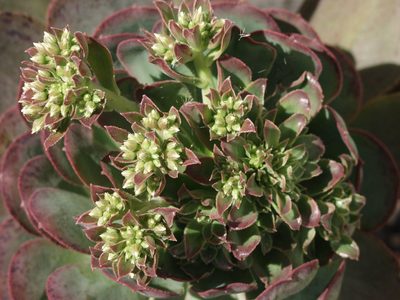 Aeonium davidbramwellii, photographed by Ina Siebert