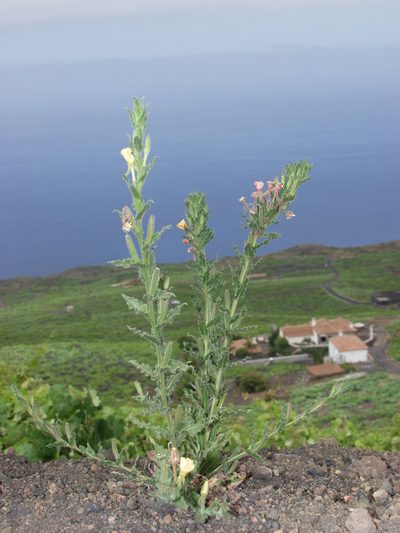 Oenothera indecora, photographed by Ina Siebert
