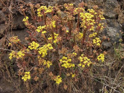 Aeonium spathulatum, photographed by Ina Siebert